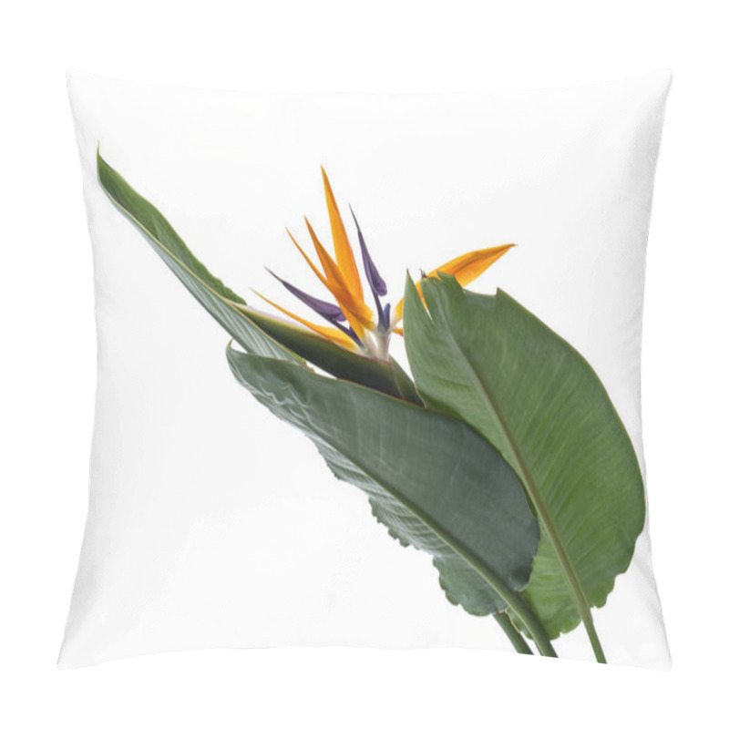 Personality  Strelitzia Reginae Flower With Leaves, Bird Of Paradise Flower, Tropical Flower Isolated On White Background, With Clipping Path Pillow Covers