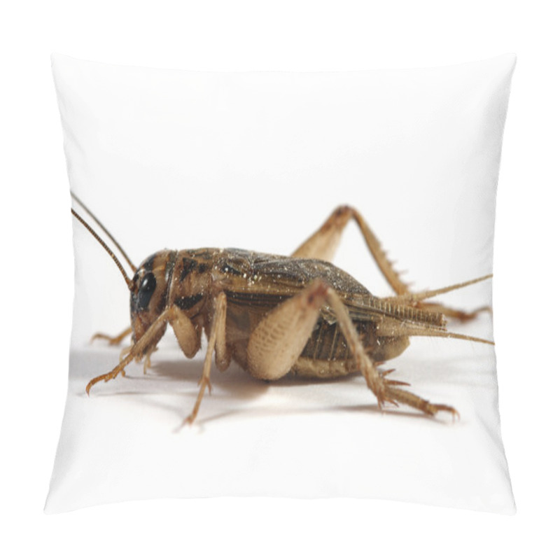 Personality  Cricket Pillow Covers