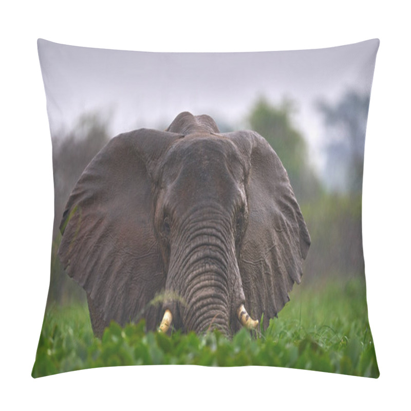 Personality  Elephant In Rain. Elephant In Murchison Falls NP, Uganda. Big Mammal In The Green Grass, Forest Vegetation In The Background. Elephant Watewr Walk In The Nature Habitat. Uganda Wildlife, Africa.  Pillow Covers