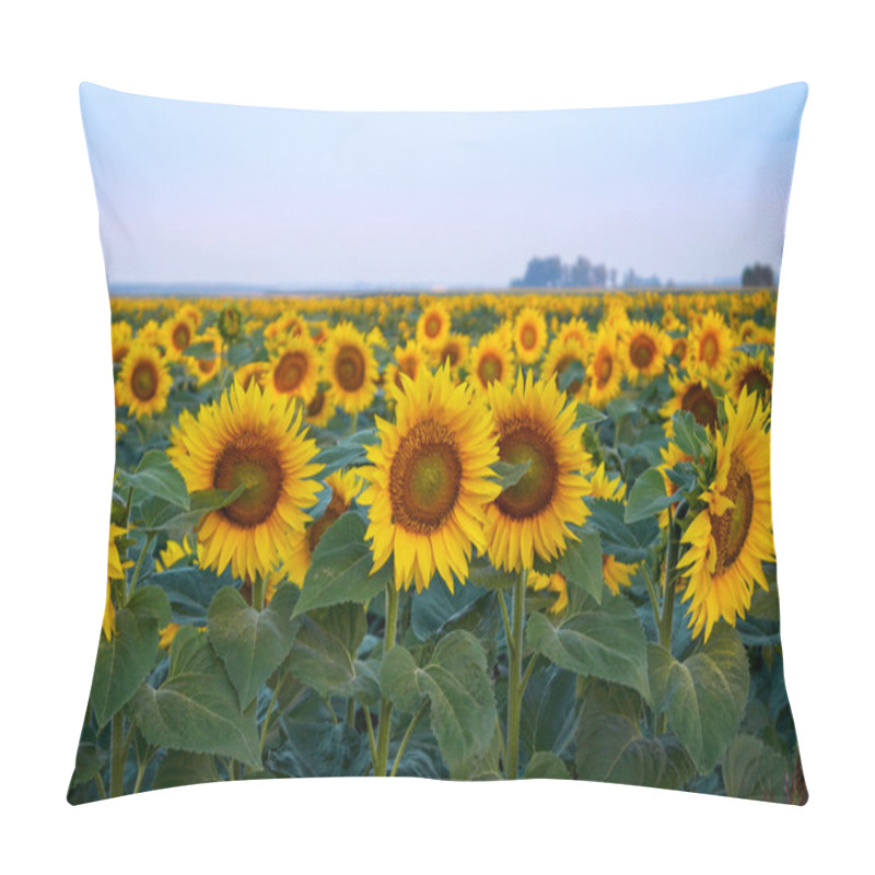 Personality  A Beautiful Sunflower Field Pillow Covers