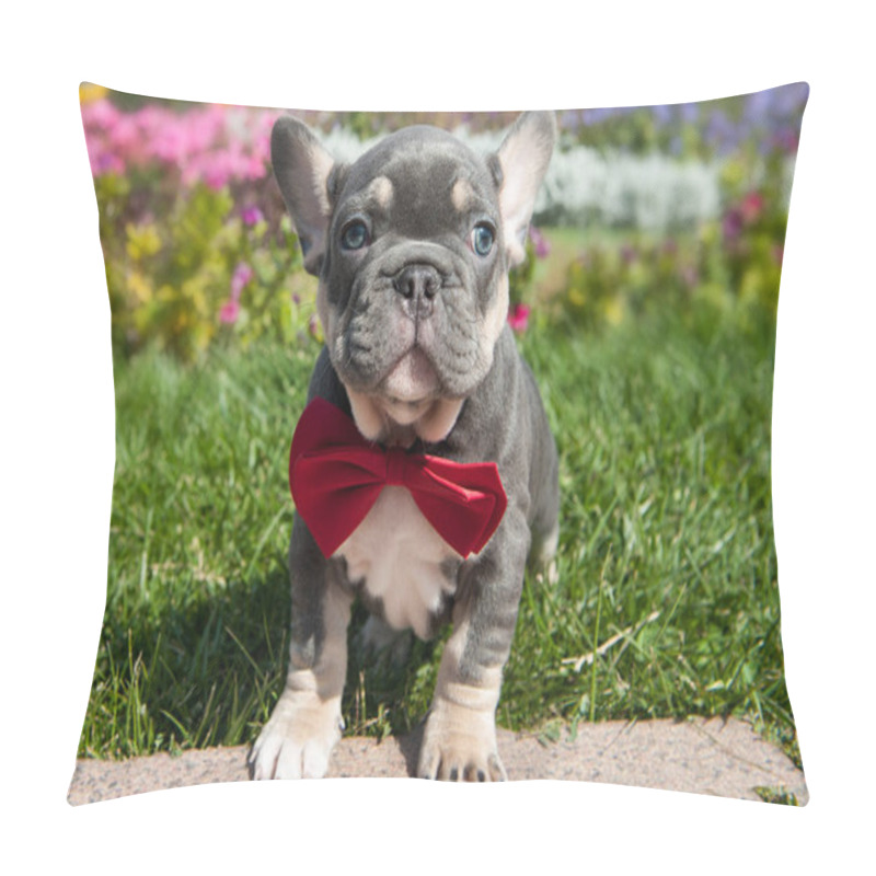 Personality  Small Grey Puppy Of French Bulldog Is On The Green Grass Outdoors.  Red Accessory Bow Tie Pillow Covers