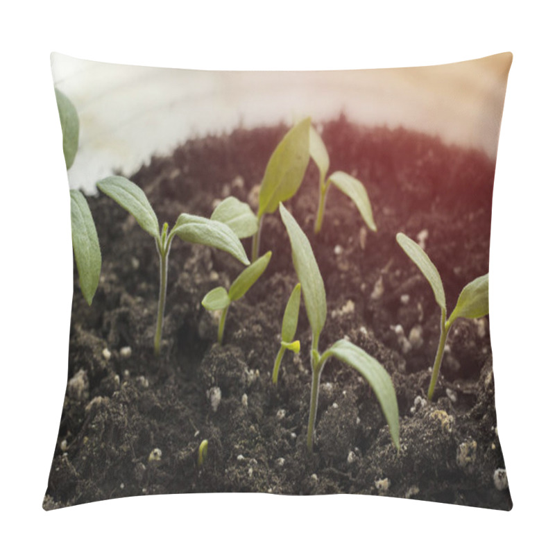 Personality  Green Shoots Growing From Seeds. Spring Symbol, The Concept Of A New Life. Pepper Sprouts  Pillow Covers