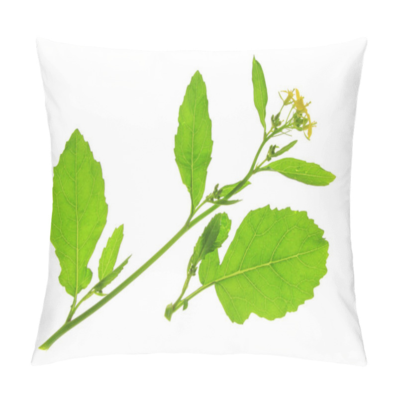 Personality  Brassica Nigra Pillow Covers