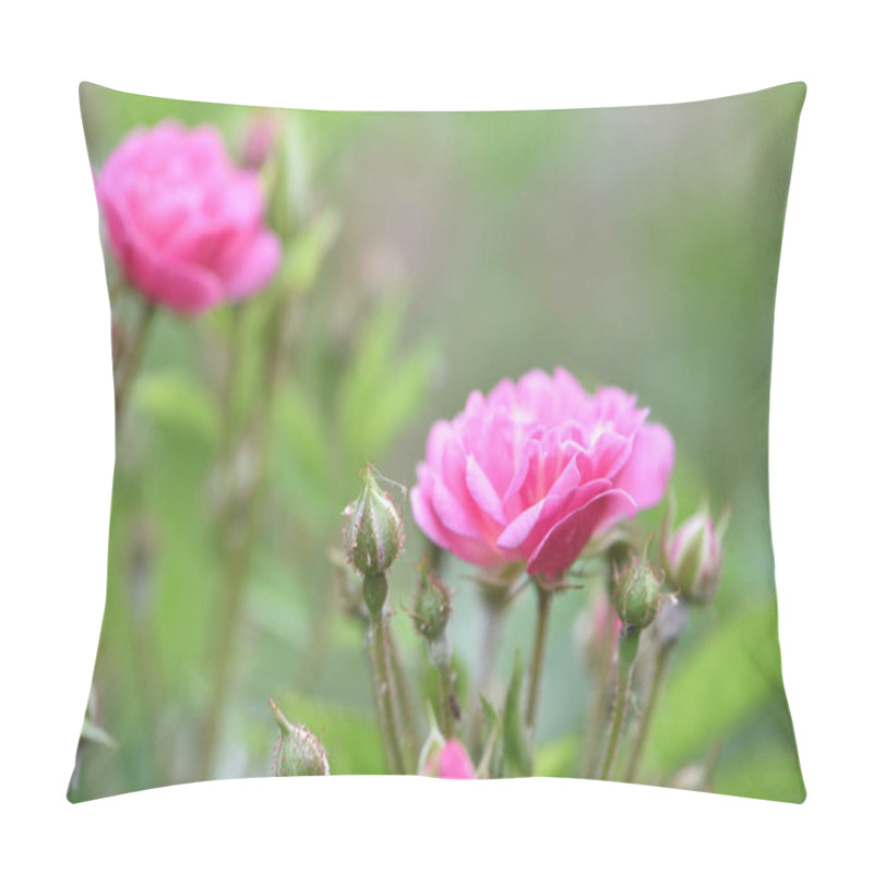 Personality  Veilchenblau, Rose Flower. Pink Roses On A Bush In The Garden, Close-up. Flowering English Rosa Climbing Rose Bush. In The Garden In The Flower Bed. Spring Time, Delicate Summer Flower. Close-up Pillow Covers