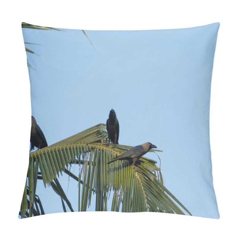 Personality  A Picture Of A Crow (Corvus) Sitting In A Coconut Palm Leaf Pillow Covers