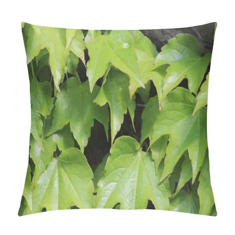 Personality  Lush Green Ivy Leaves Cover A Wooden Structure, Showcasing Their Vibrant Color And Unique Shape In A Tranquil Garden Setting On A Sunny Day. Pillow Covers