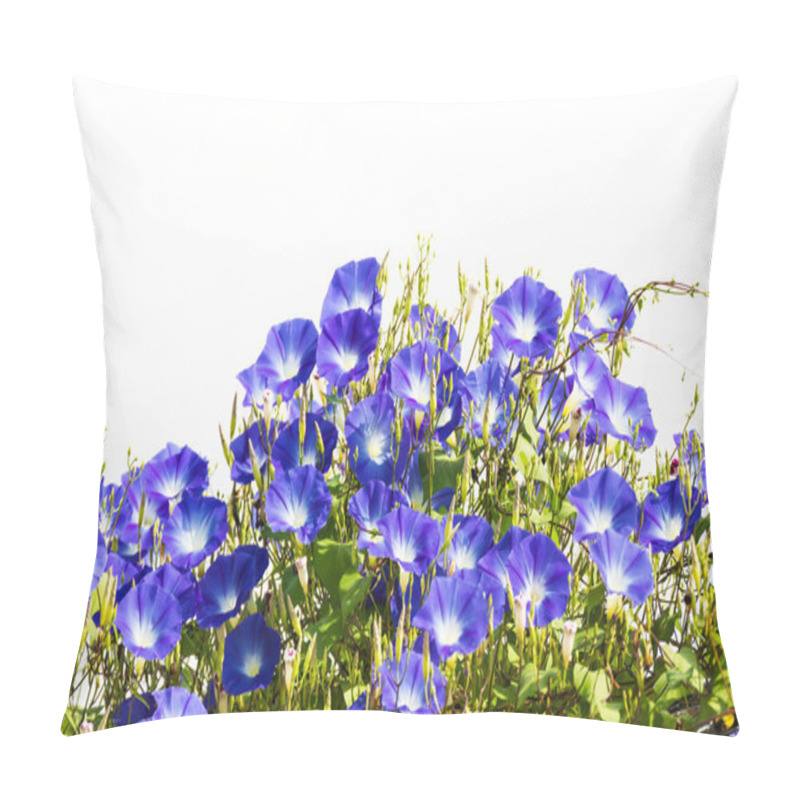 Personality  Blue Morning Glory Flower On White Pillow Covers