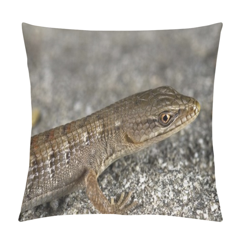 Personality  A Juvenile San Diego Alligator Lizard (Elgaria Multicarinata Webbii), California, USA. Lizard Sitting On A Boulder Pillow Covers