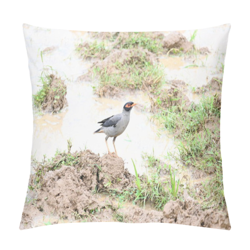 Personality  Indian Myna Birds In Water Filled Field. It Is Searching For Food In Water Filled Mud. Its Other Names Are Common Myna And Mynah. This Is A Bird Of The Starling Family Sturnidae. Pillow Covers