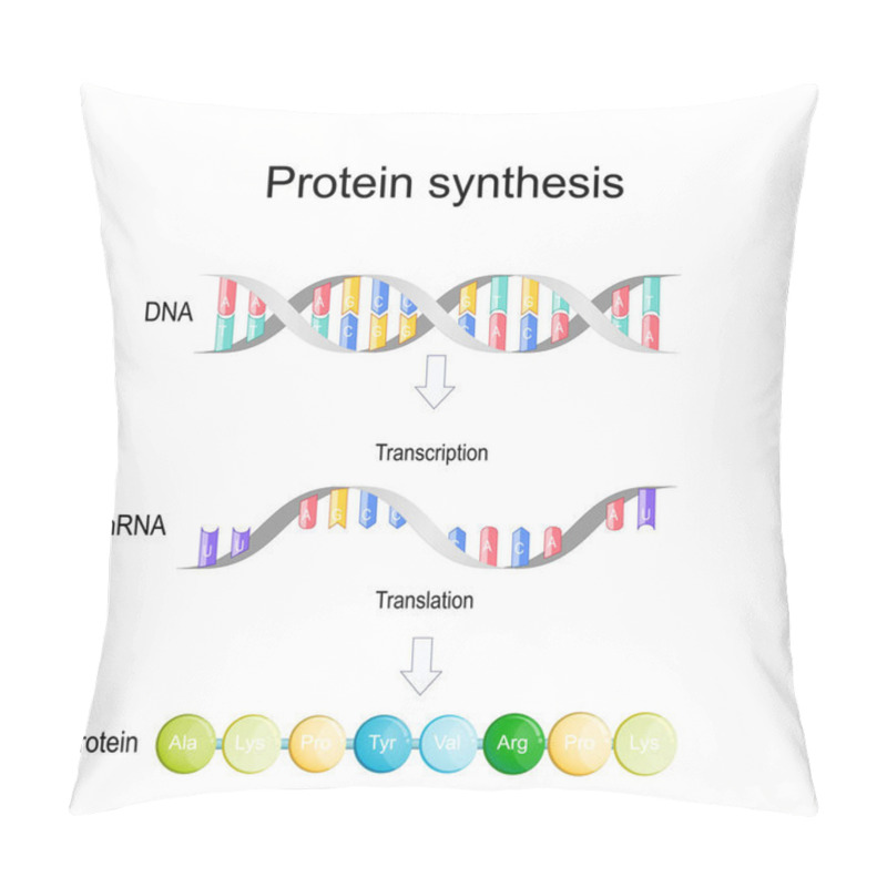 Personality  Transcription And Translation. Protein Synthesis. During Transcription A Section Of DNA Converted Into A MRNA. MRNA Is Read By Ribosomes Which Determine The Sequence Of Amino Acids In Protein. Vector Illustration Pillow Covers