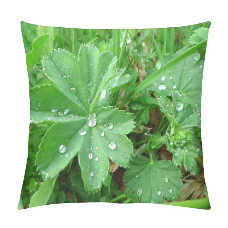 Personality  Lady's Mantle Pillow Covers