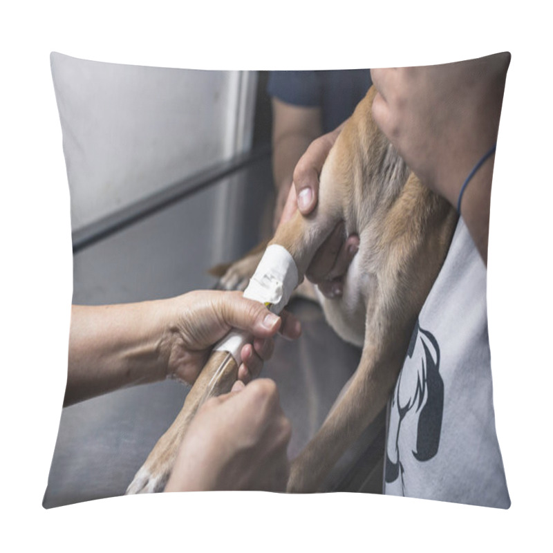 Personality  A Vet Assistant Checks The Intravenous Line Inserted Onto A Puppy's Front Leg. Hospital Treatment For Canine Parvovirus, Distemper, Or Other Illness. Pillow Covers