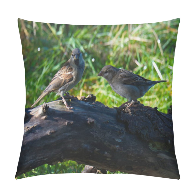 Personality  House Sparrows Foraging In Autumn Pillow Covers