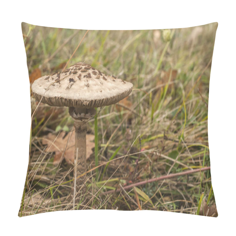 Personality  Parasol Mushroom Macrolepiota Procera Closeup On Meadow Grass Pillow Covers