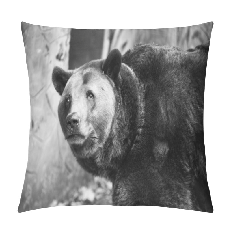 Personality  Closeup Beautiful Portrait Of A Big Brown Bear Pillow Covers