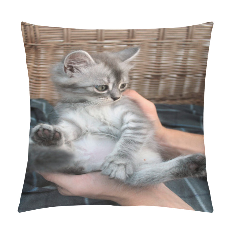 Personality  Touching Little Grey Kitten, British Cat Feline Young Pillow Covers