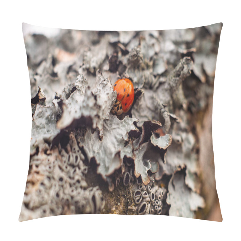 Personality  Close-up Of A Ladybug Hidden In Lichen, Showcasing Its Winter Hibernation Behavior Amid Seasonal Shifts. Pillow Covers