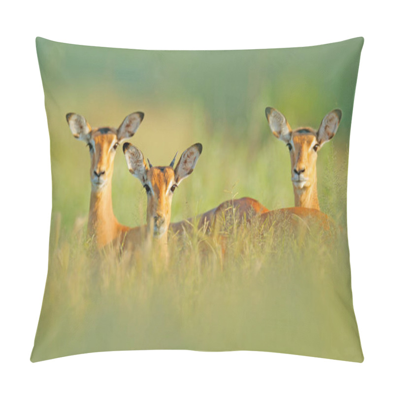 Personality  Beautiful Impalas In Grass With Evening Sun, Hidden Portrait In Vegetation Pillow Covers