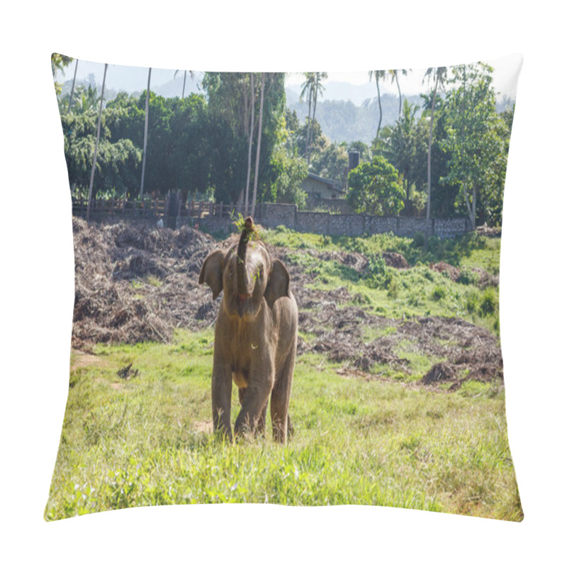 Personality  Baby Juvenile Elephant Grazing And Enjoying The Beautiful Whether. Pillow Covers