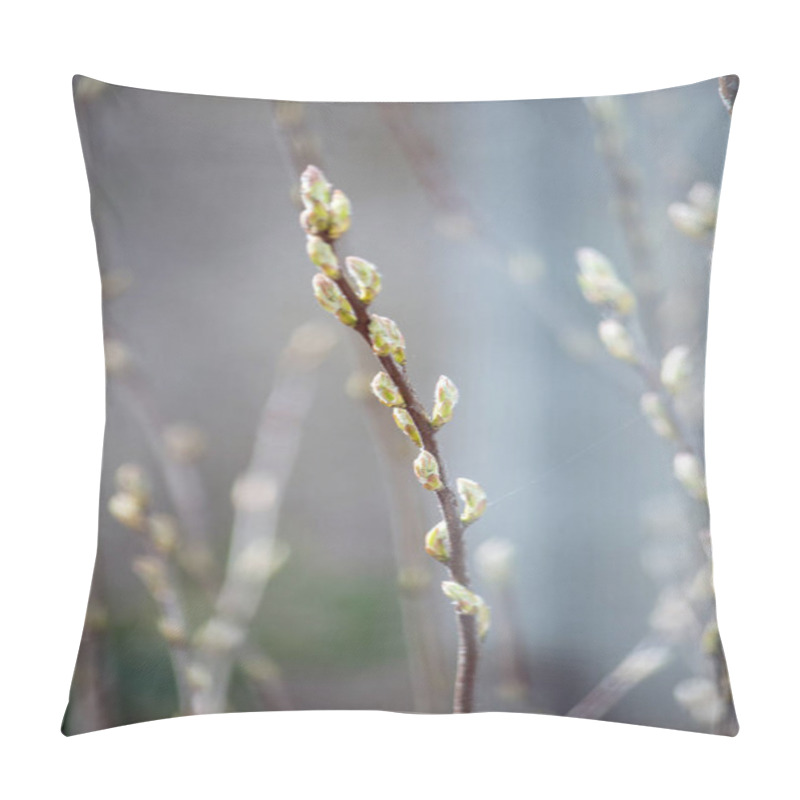 Personality  Pussy Willow Plants Grow Against A Soft Misty Background Of Fuzzy Plants Pillow Covers