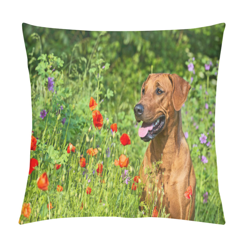 Personality  Rhodesian Ridgeback Puppy Dog In A Field Of Flowers Pillow Covers