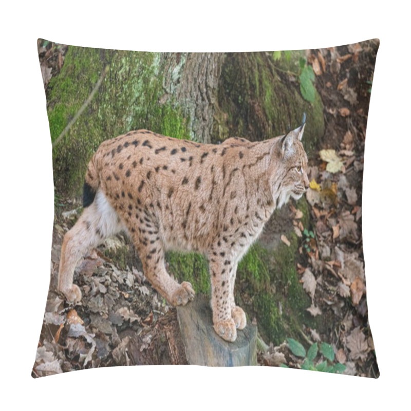 Personality  Lynx Standing On A Fallen Tree Trunk  Pillow Covers