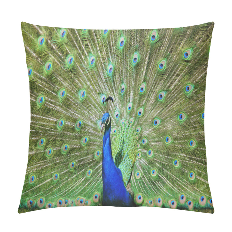 Personality  Beautiful Peacock Spreads His Feathers Pillow Covers