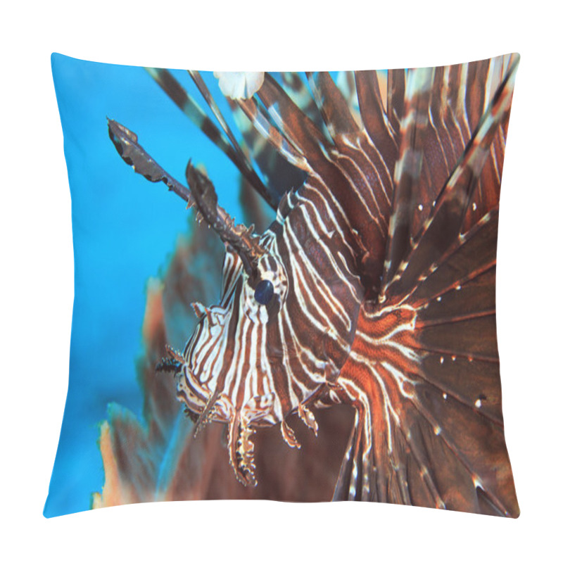 Personality  Common Lionfish Pillow Covers