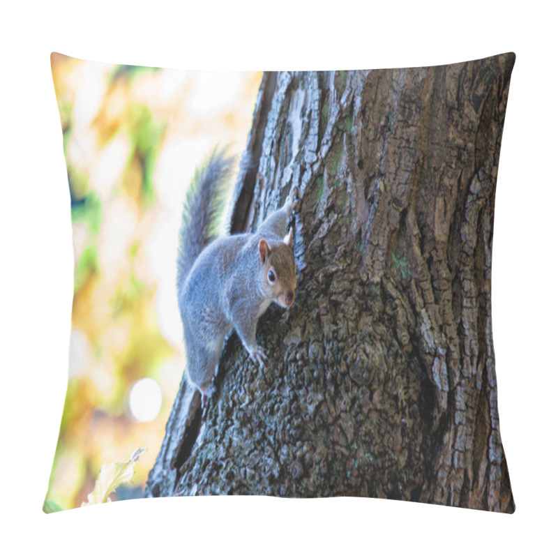 Personality  A Grey Squirrel In The National Botanic Gardens Of Dublin, Feeding On Seeds And Nuts. Pillow Covers