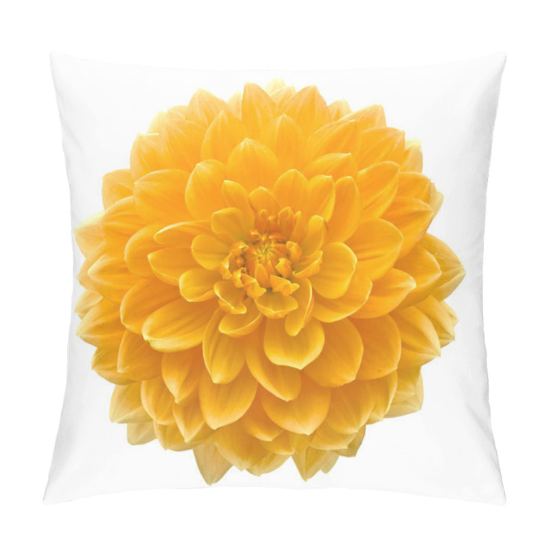 Personality  Beautiful Dahlia Flower Isolated On White Background. Pillow Covers