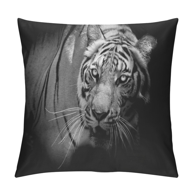 Personality  Black And White Tiger Looking His Prey And Ready To Catch It. Pillow Covers