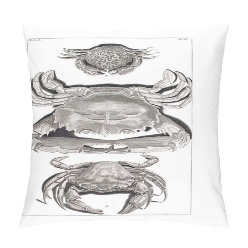 Personality  Illustration Of A Crab D'Amboinsche Rariteitkamer ... : Behelzende Eene Beschryvinge Van Allerhande Zoo Weeke Als Harde Schaalvisschen. 1705 Pillow Covers