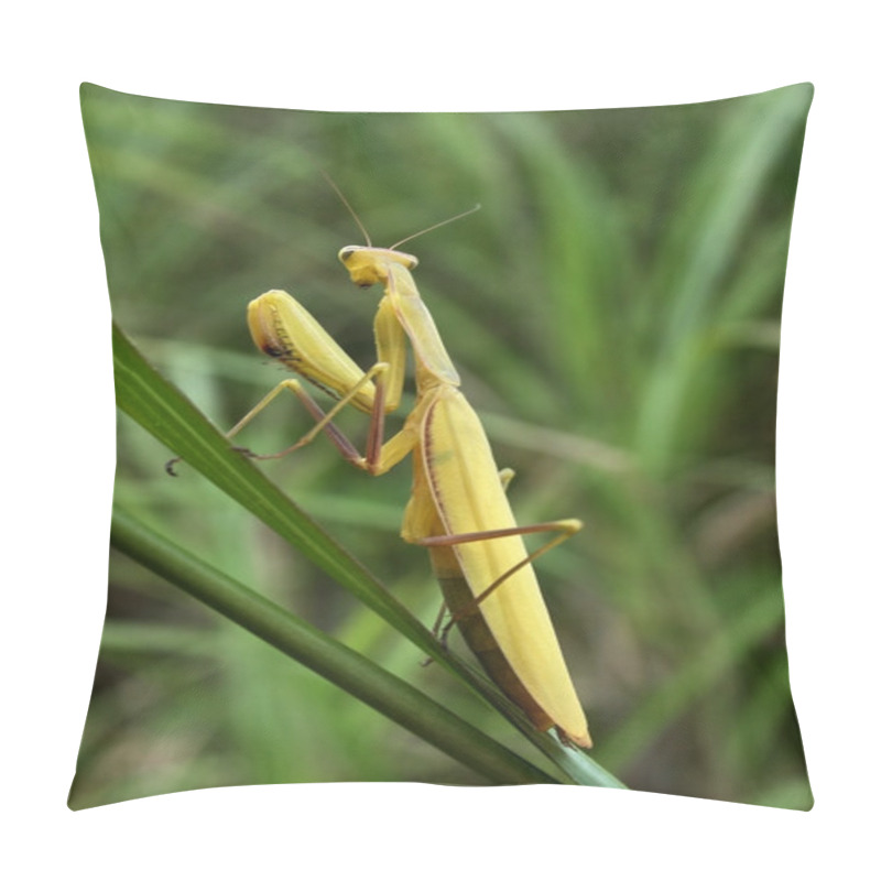 Personality  Mantis Pillow Covers