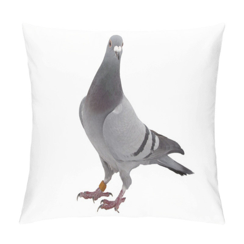 Personality  Grey Sport Pigeon Isolated On White Pillow Covers