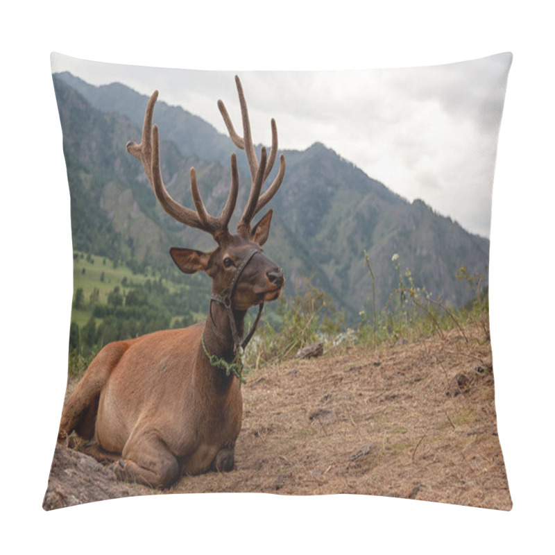 Personality  Close-up Of A Beautiful Brown Deer With Large Horns Lies And Looks Into The Camera Against A Backdrop Of A Mountain Landscape And A Blue Sky. Portrait Of A Deer In The Altai Mountains Pillow Covers