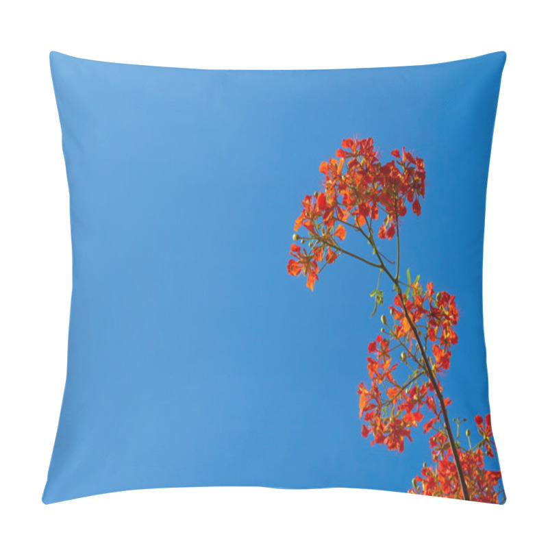 Personality  Royal Poinciana, Flamboyant, Flame Tree Pillow Covers