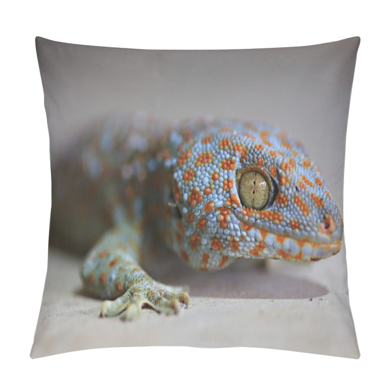 Personality  Close Up With Borneo Gecko (Gekko Gecko) Tokay Geckos Commercial Breeding In Thailand Pillow Covers