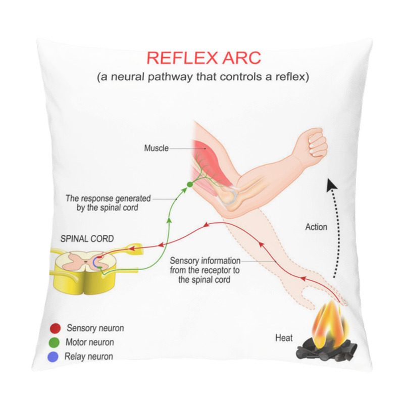 Personality  Reflex Arc. A Neural Pathway That Controls A Reflex. Very Fast Response To A Heat Stimulus That Does Not Involve The Brain. Upon Receiving The Signal From The Motor Neuron, The Effector Muscle In The Arm Responds By Contracting To Move The Hand From  Pillow Covers