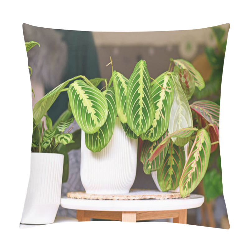 Personality  Exotic 'Maranta Leuconeura Lemon Lime' Houseplant In Flower Pot On Table Between Other Plants Pillow Covers