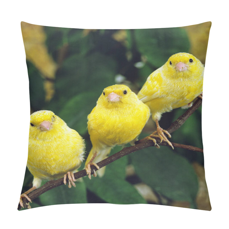 Personality  Yellow Canaries, Serinus Canaria  Standing On Branch   Pillow Covers