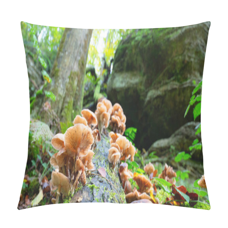 Personality  Lung Oyster Mushroom Growing On A Moss Covered Tree Trunk, Pleurotus Pulmonarius In Autumn Forest Pillow Covers