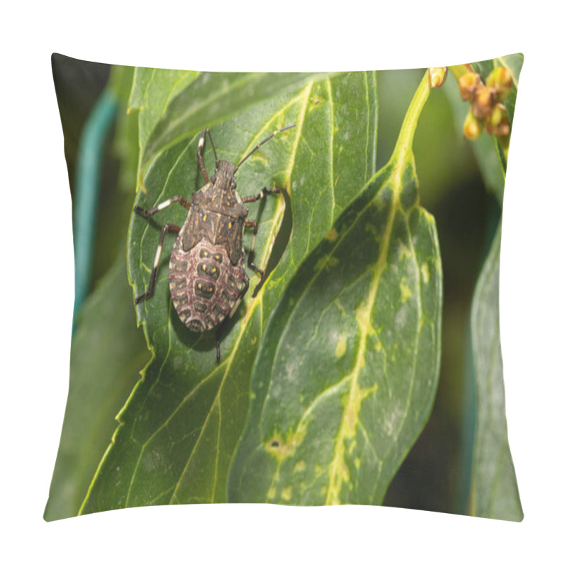 Personality  Close-up Of A Mottled Shieldbug Resting On A Vibrant Green Leaf, Showcasing Its Intricate Patterns And Natural Beauty Pillow Covers