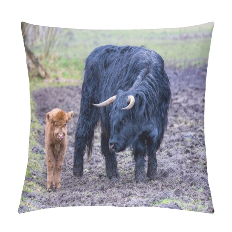 Personality  Black Mother Scottish Highlander Cow And Brown Calf Pillow Covers