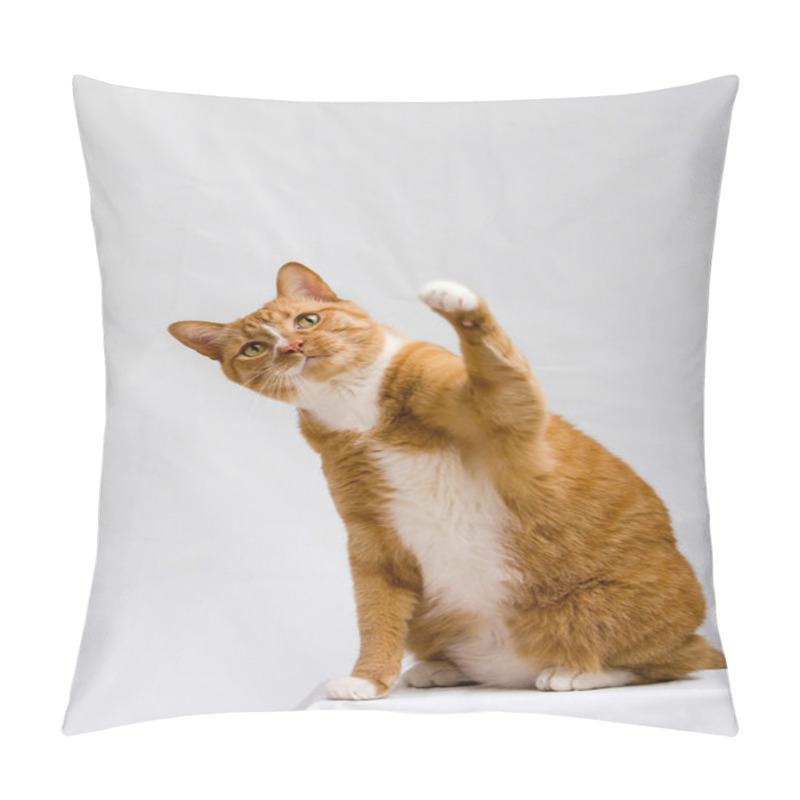 Personality  Cute Cat With Paw Up Pillow Covers