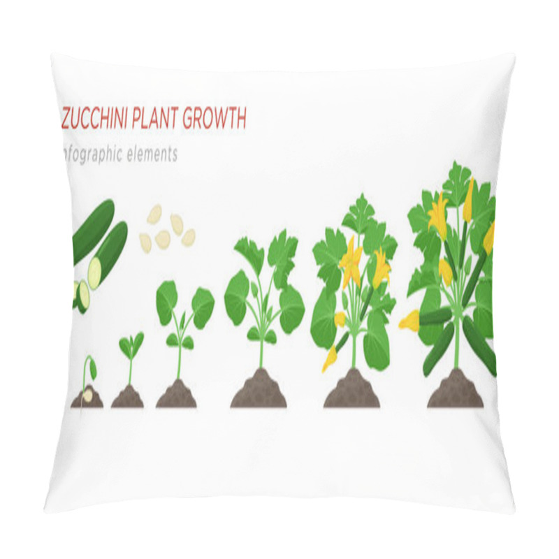 Personality  Zucchini Plant Growth From Seed, Sprout, Flowering And Mature Plant With Ripe Fruits. Growing Stages Of Squash Vector Illustration In Flat Design. Infographic Elements Isolated On White Background. Pillow Covers