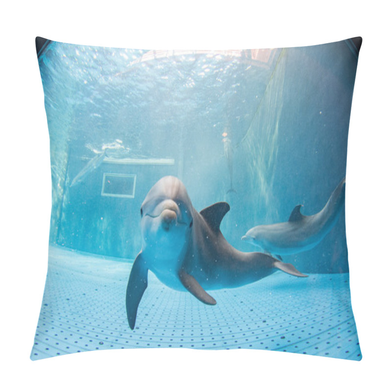 Personality  Aquarium Dolphin Underwater Looking At You Pillow Covers