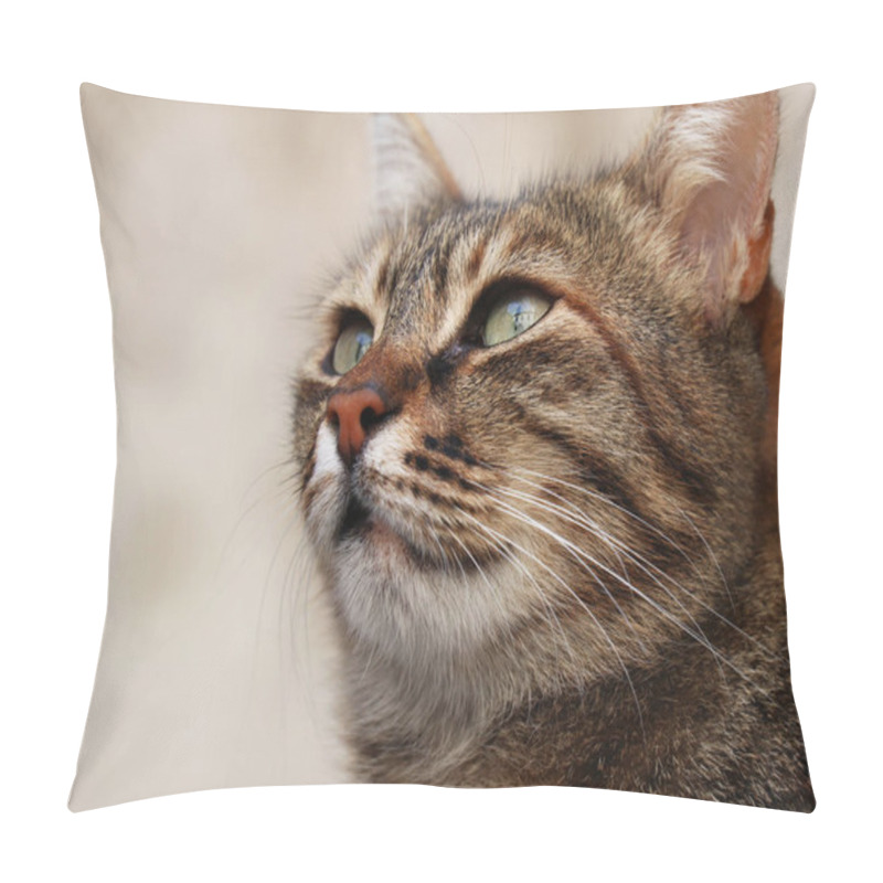 Personality  Beautiful Close Up Cat Photo With Green Eyes Looking To The Left  In Istanbul Pillow Covers