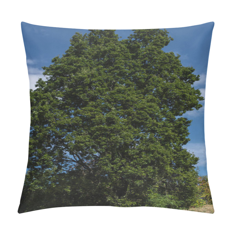 Personality  Low Angle View Of Cypress With Blue Sky At Background Pillow Covers