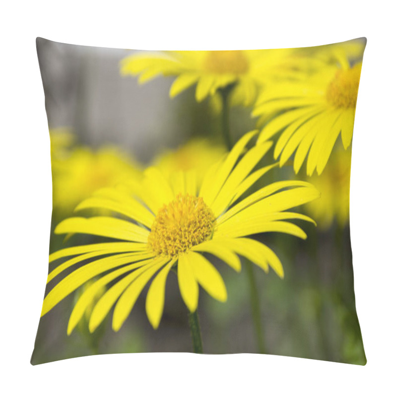 Personality  Doronicum Orientale Yellow Flowers In Bloom, Ornamental Beautiful Flowering Plant During Springtime, Bunch Of Romantic Spring Flowers Pillow Covers