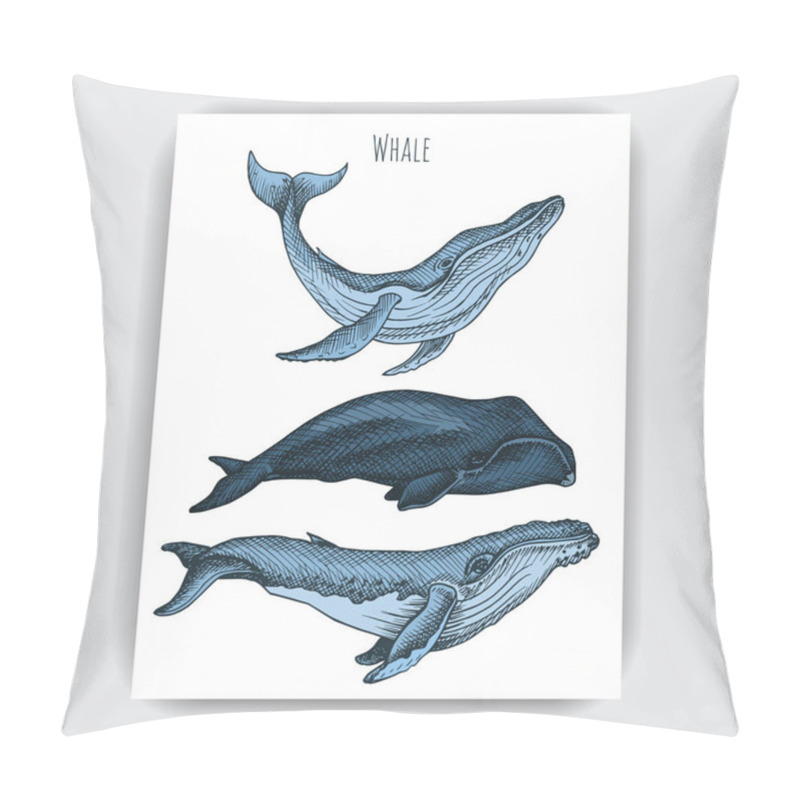 Personality  Vector Hand Drawn Illustration Of Wild Whales, Marine Style Pillow Covers